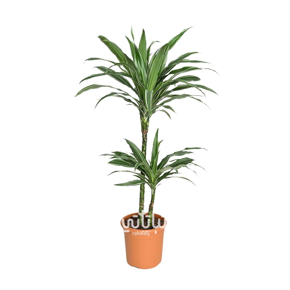 Dracaena Warnicki Stems 70 cm