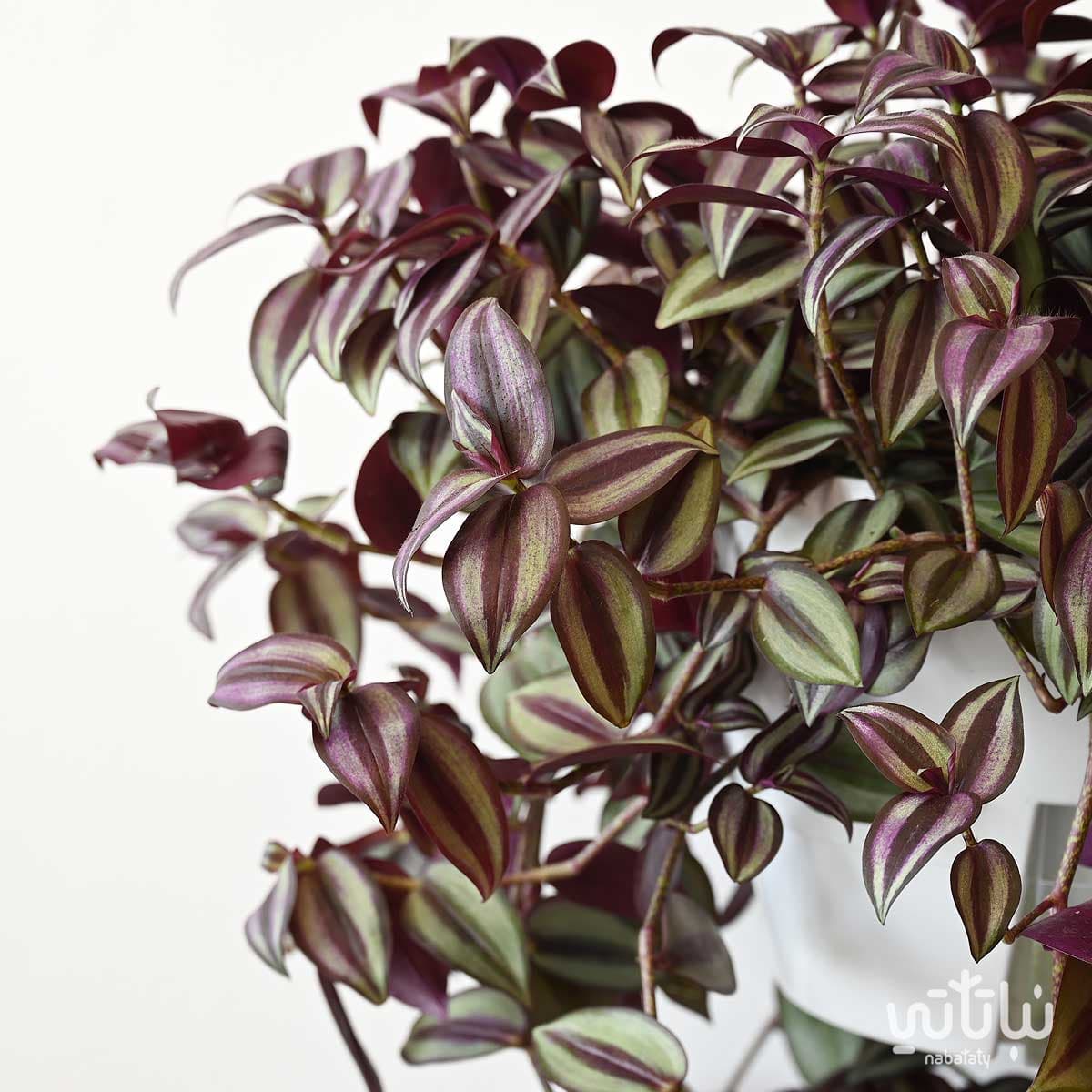 نبتة ترادسكانتيا زبرينا كبيرة في حوض ري ذاتي معلق 2