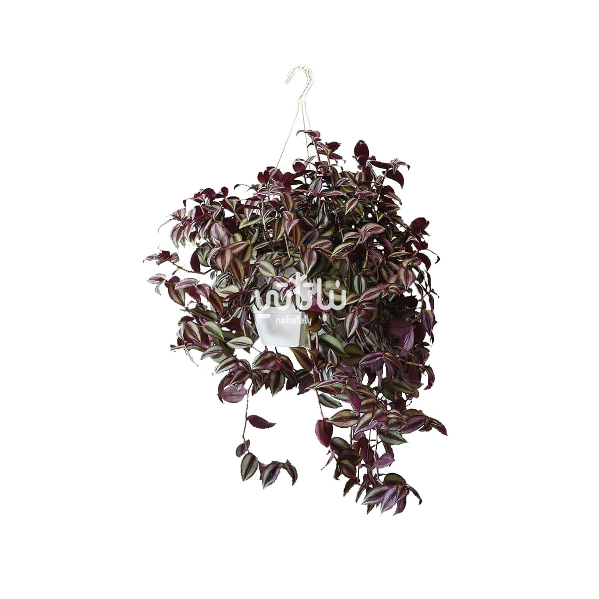 نبتة ترادسكانتيا زبرينا كبيرة في حوض ري ذاتي معلق