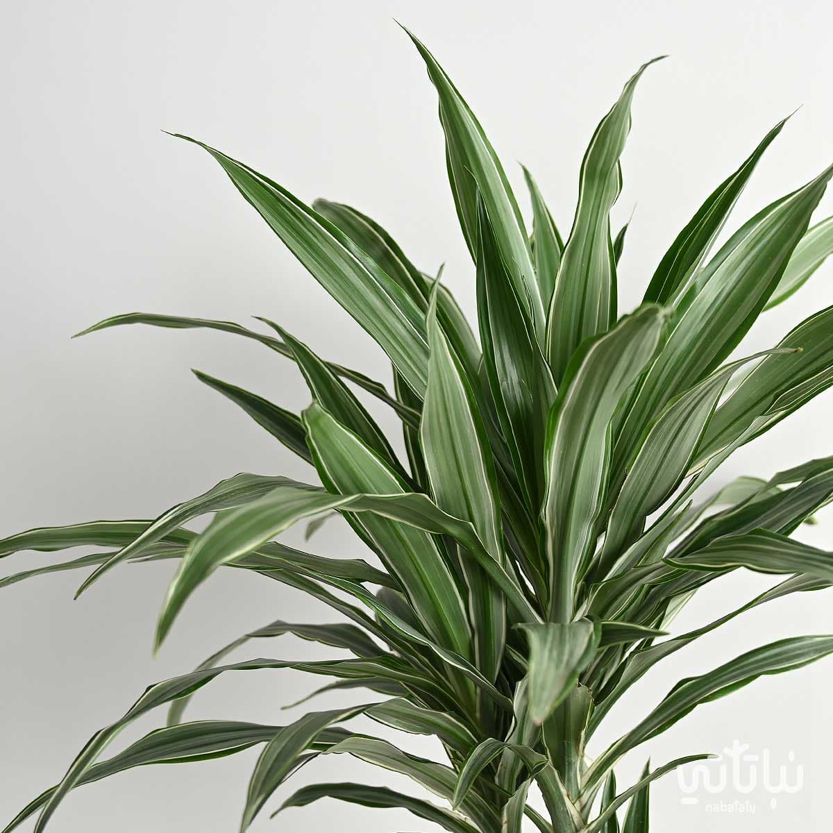 نبتة دراسينا وارنيكي 4 سيقان 160 سم 2