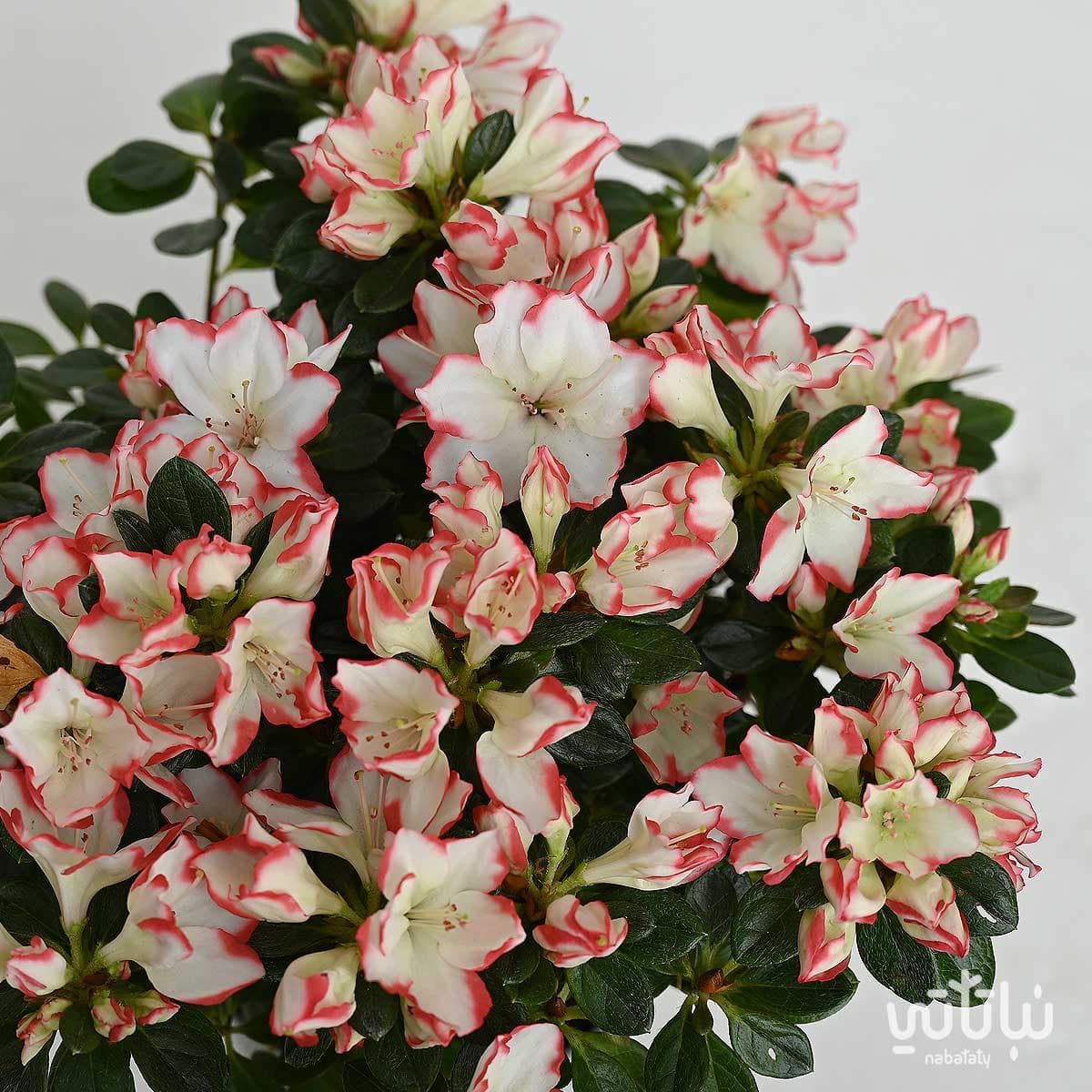 نبتة ازاليا ازهار بيضاء باطراف وردية 2