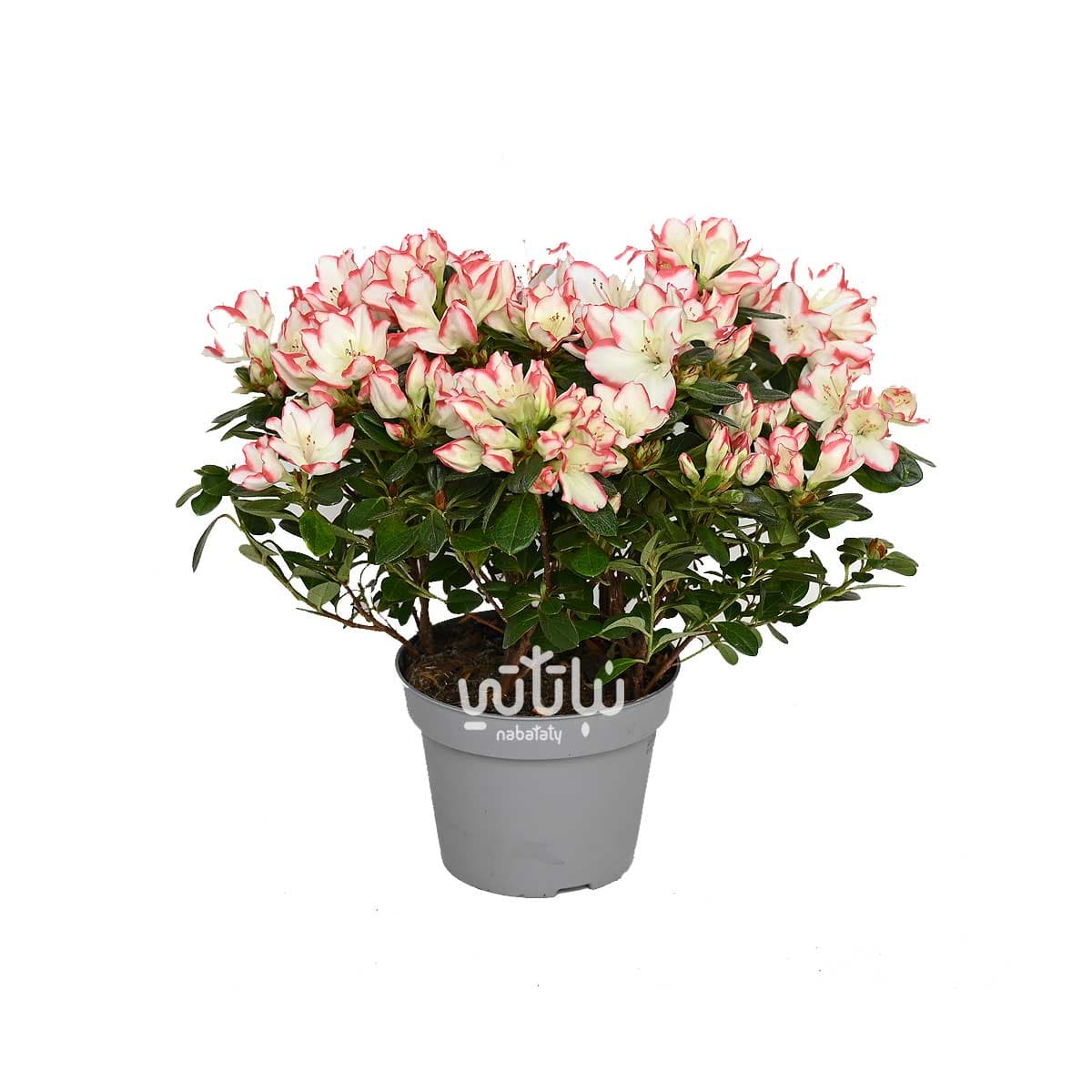 نبتة ازاليا ازهار بيضاء باطراف وردية