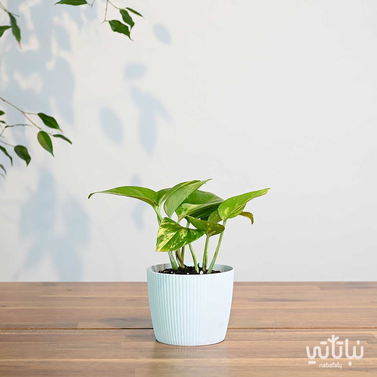 نبتة بوتس صغيرة في اصيص بلاستيك ابيض مخطط