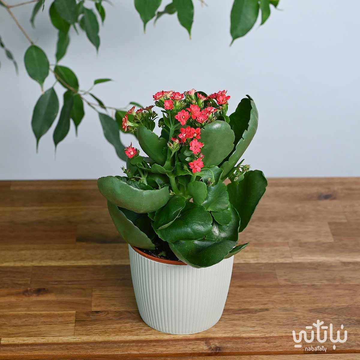 نبتة كلانشو احمر في اصيص بلاستيك بيج