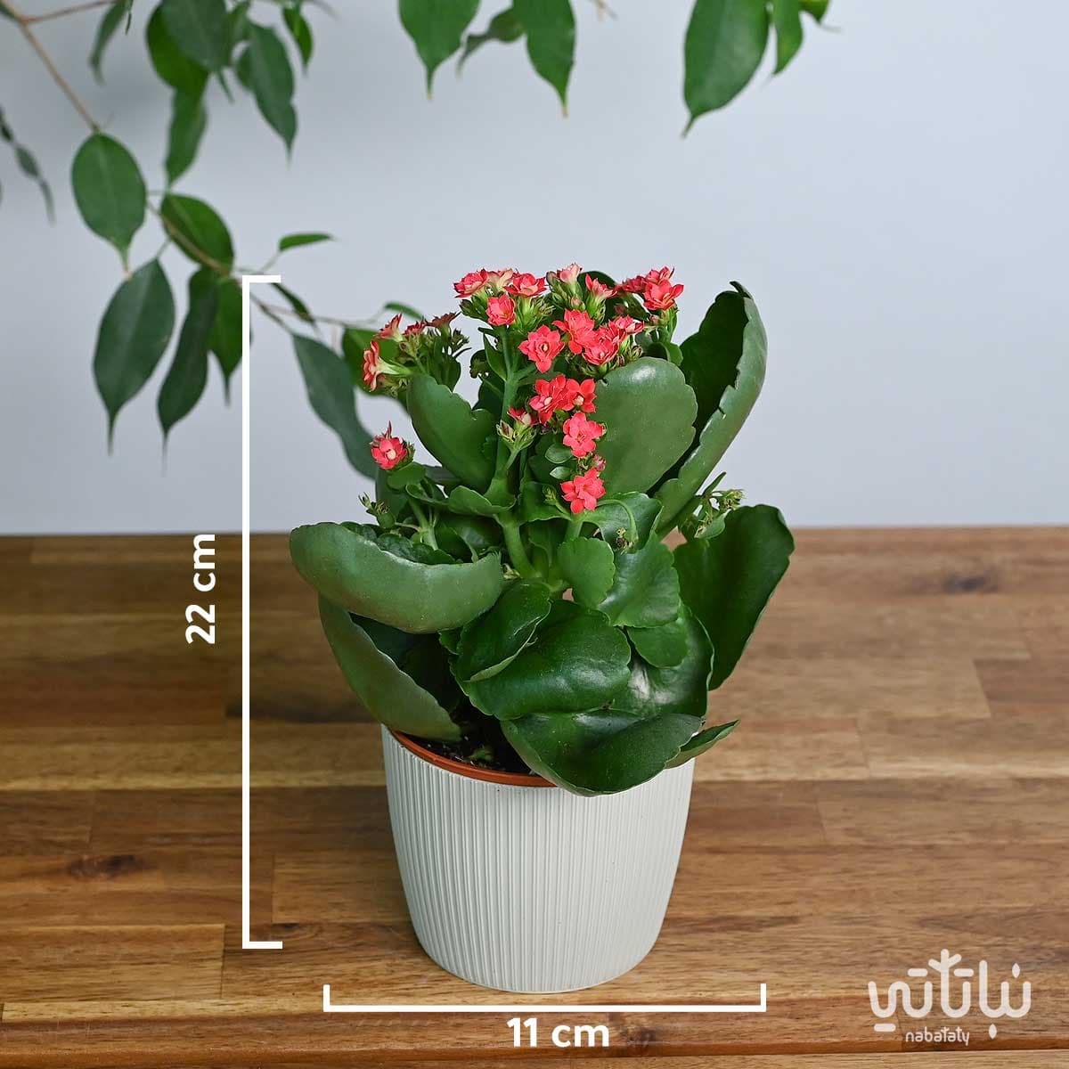 نبتة كلانشو احمر في اصيص بلاستيك بيج 2