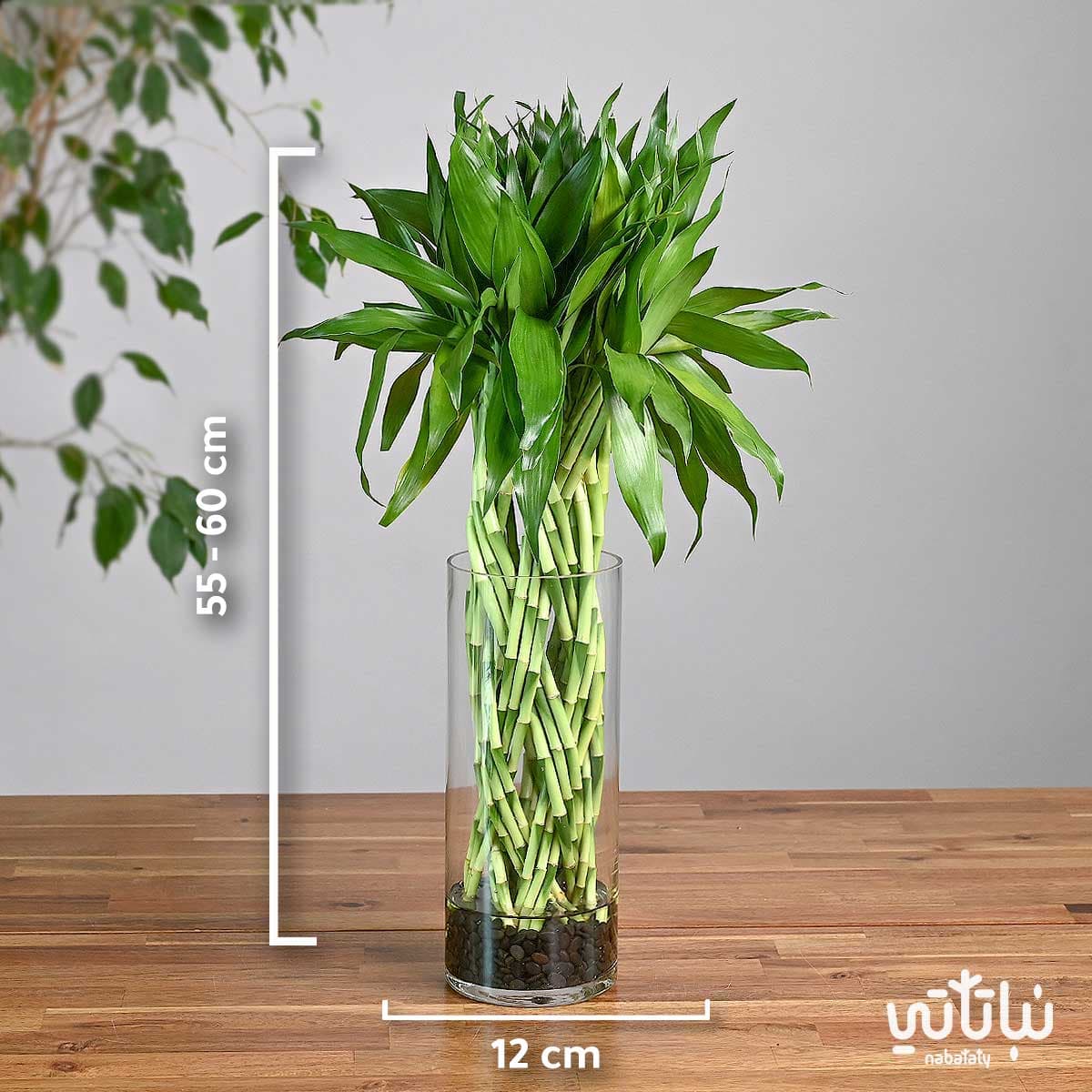 مجموعة بامبو مجدولة في فازة زجاجية 2