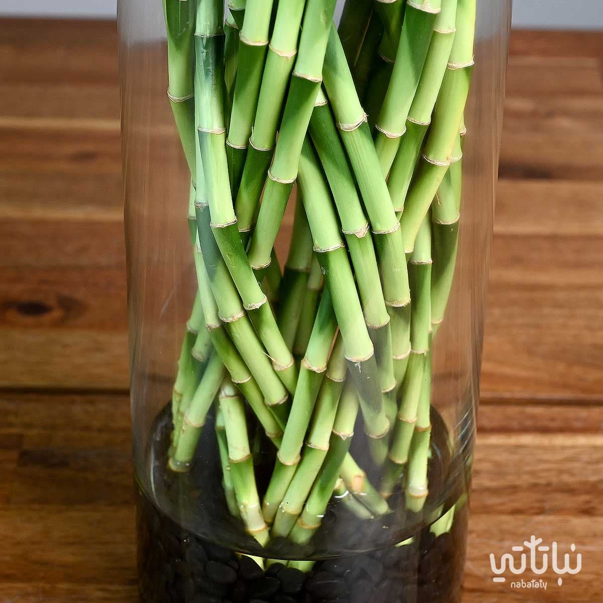 مجموعة بامبو مجدولة في فازة زجاجية 3