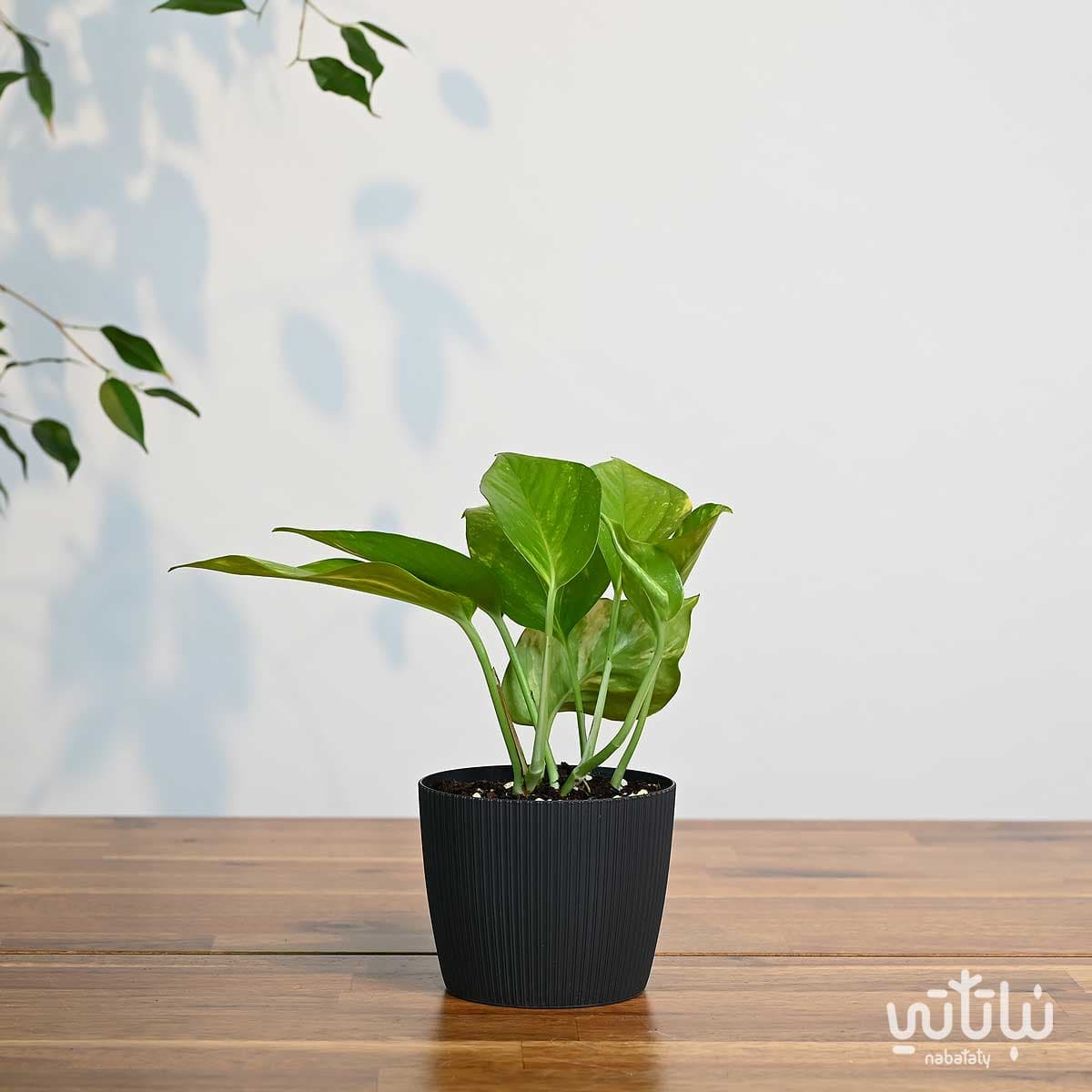 نبتة بوتس صغيرة في اصيص بلاستيك رمادي غامق مخطط 1