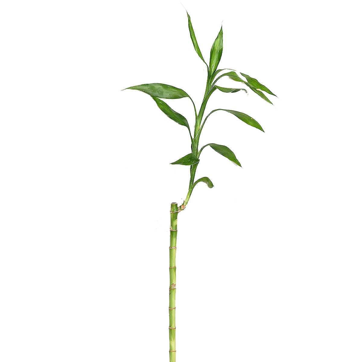 نبتة ساق البامبو 70 سم