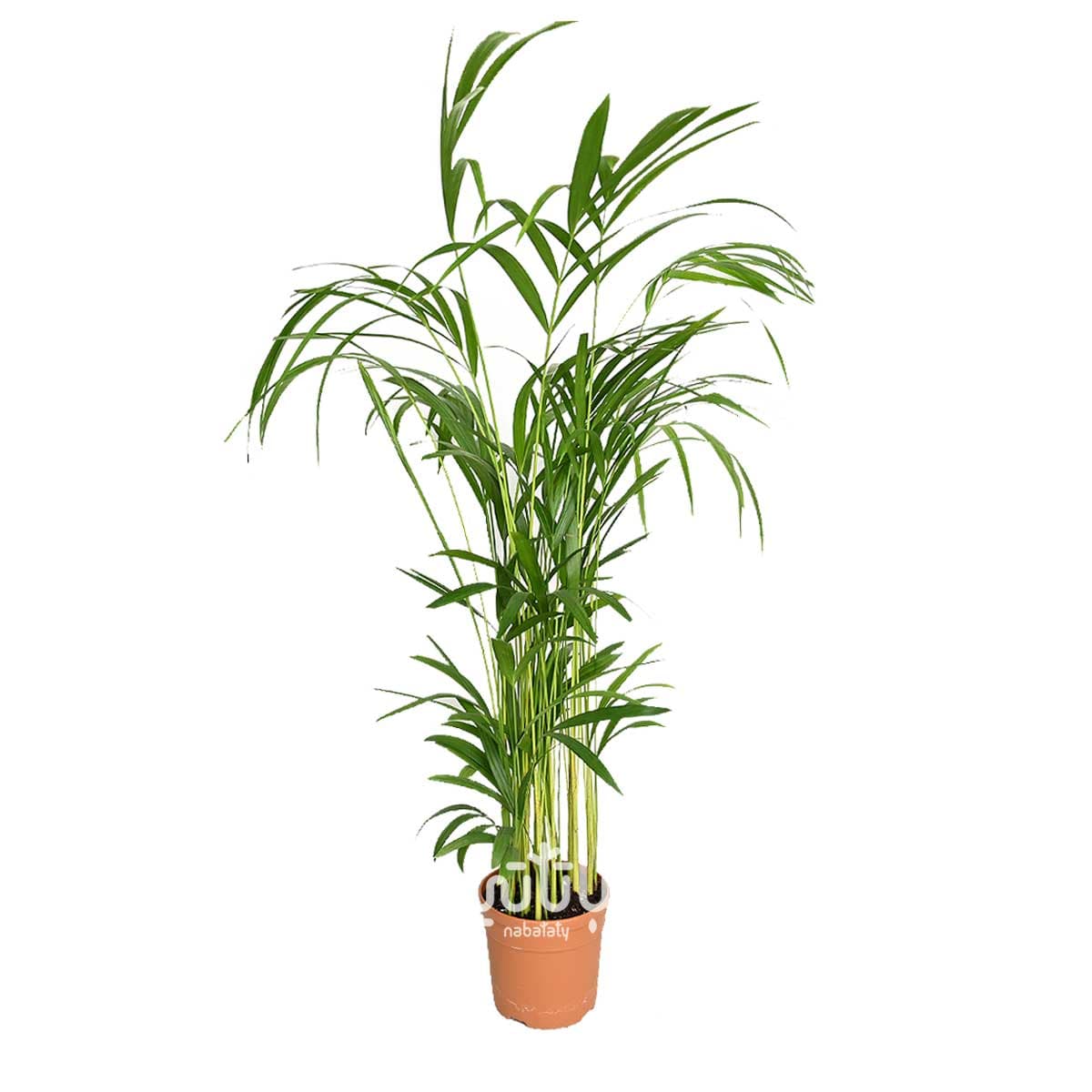 نبتة اريكا صغيرة