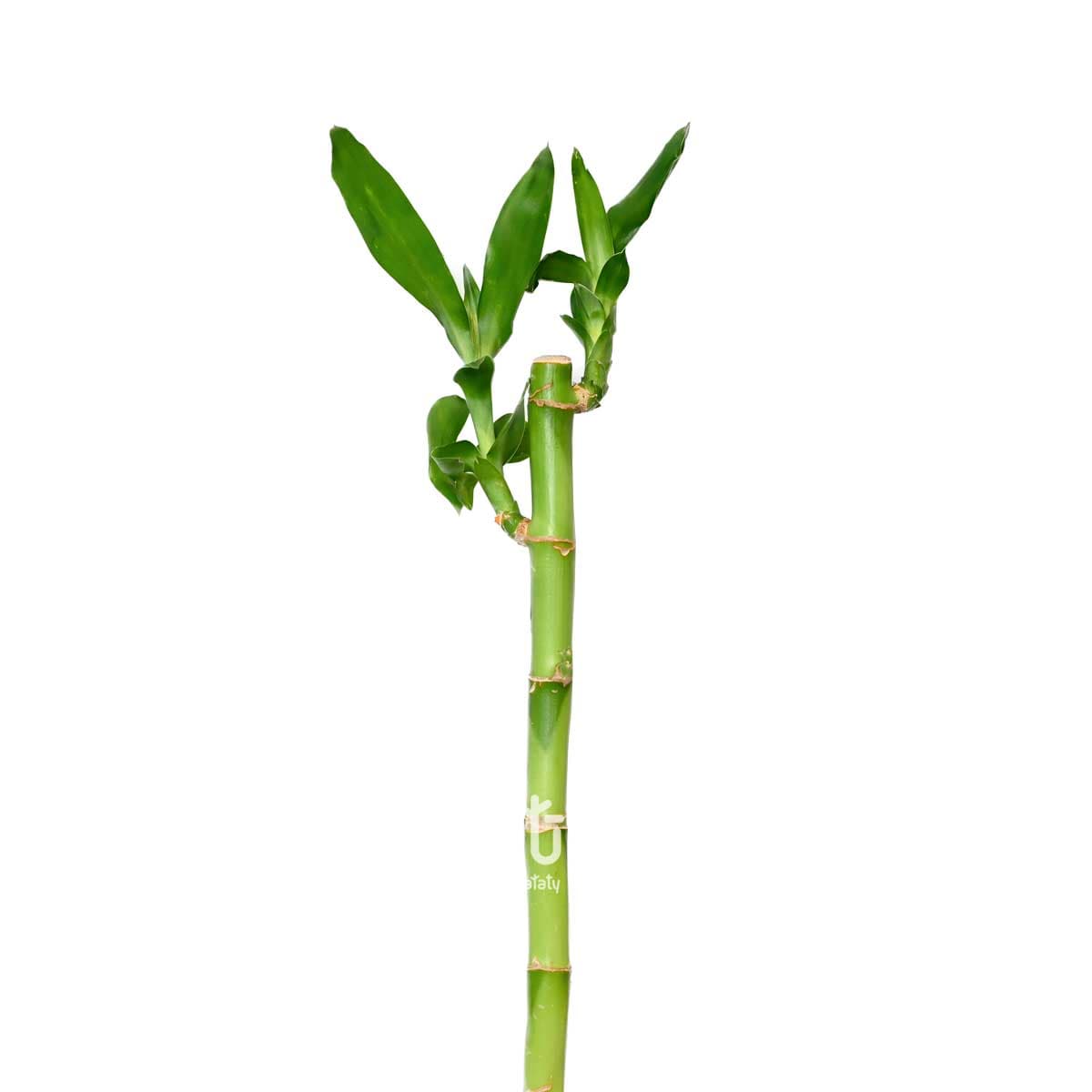 نبتة ساق البامبو 50 سم