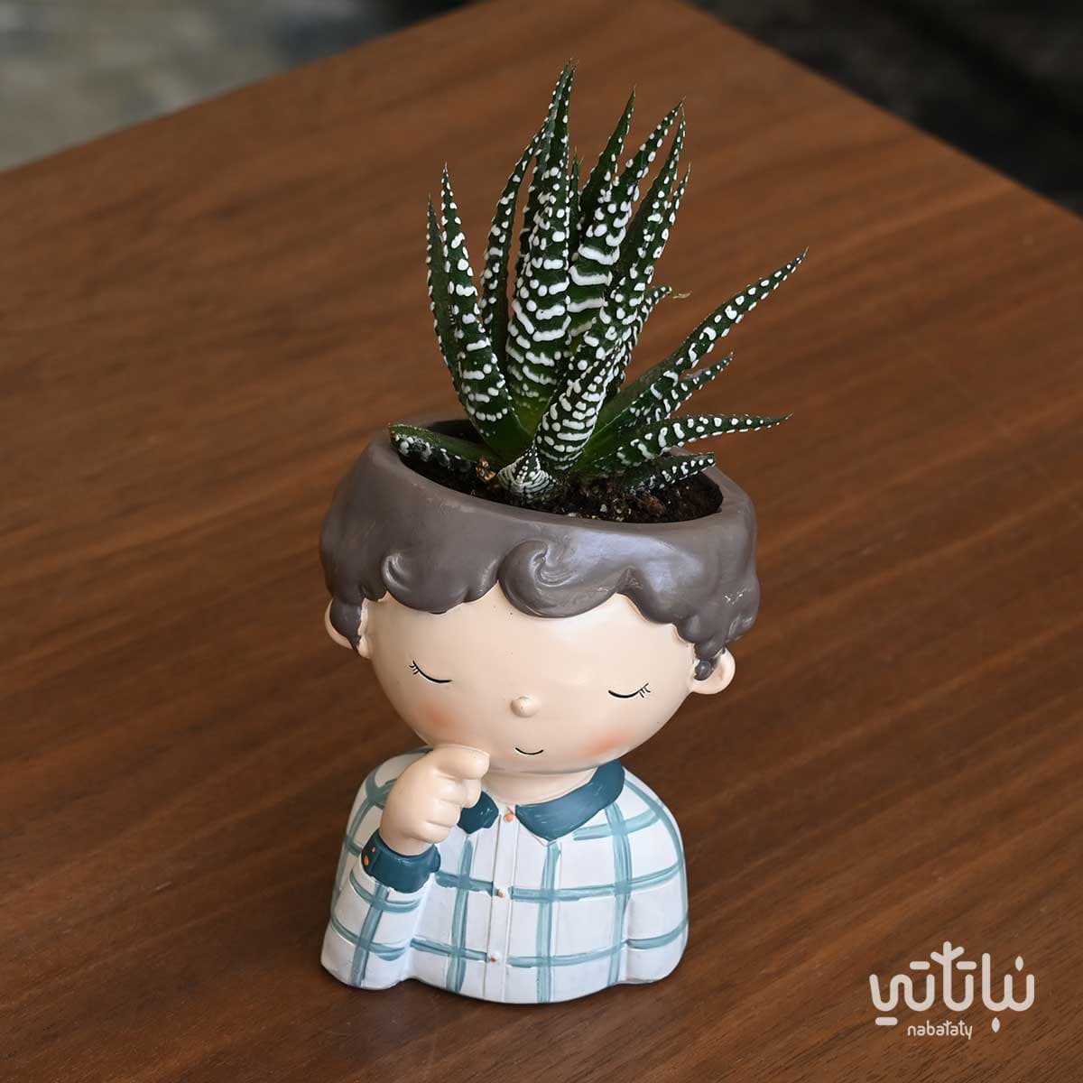 نبتة حوراء القصر في اصيص بشكل ولد مخطط