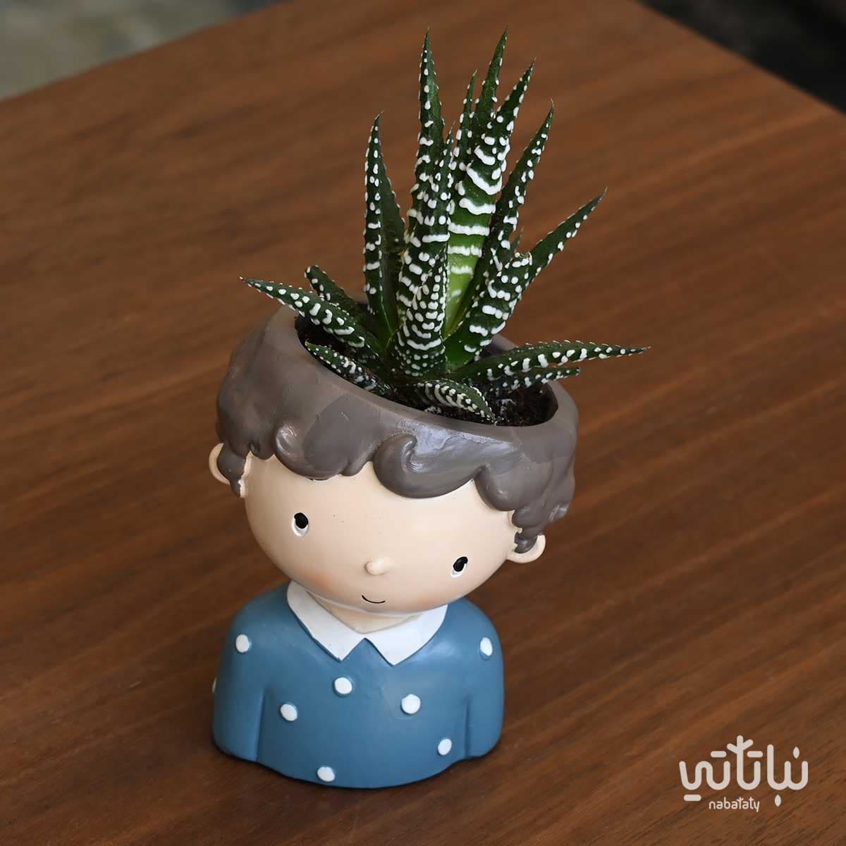 نبتة حوراء القصر في اصيص بشكل ولد منقط