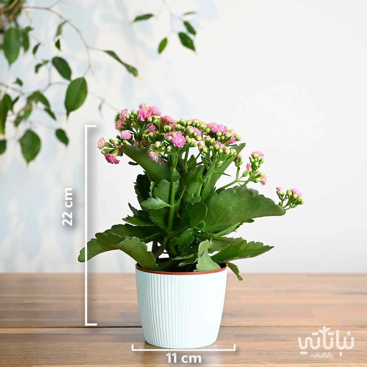 نبتة كلانشو وردي في اصيص بلاستيك ابيض 2