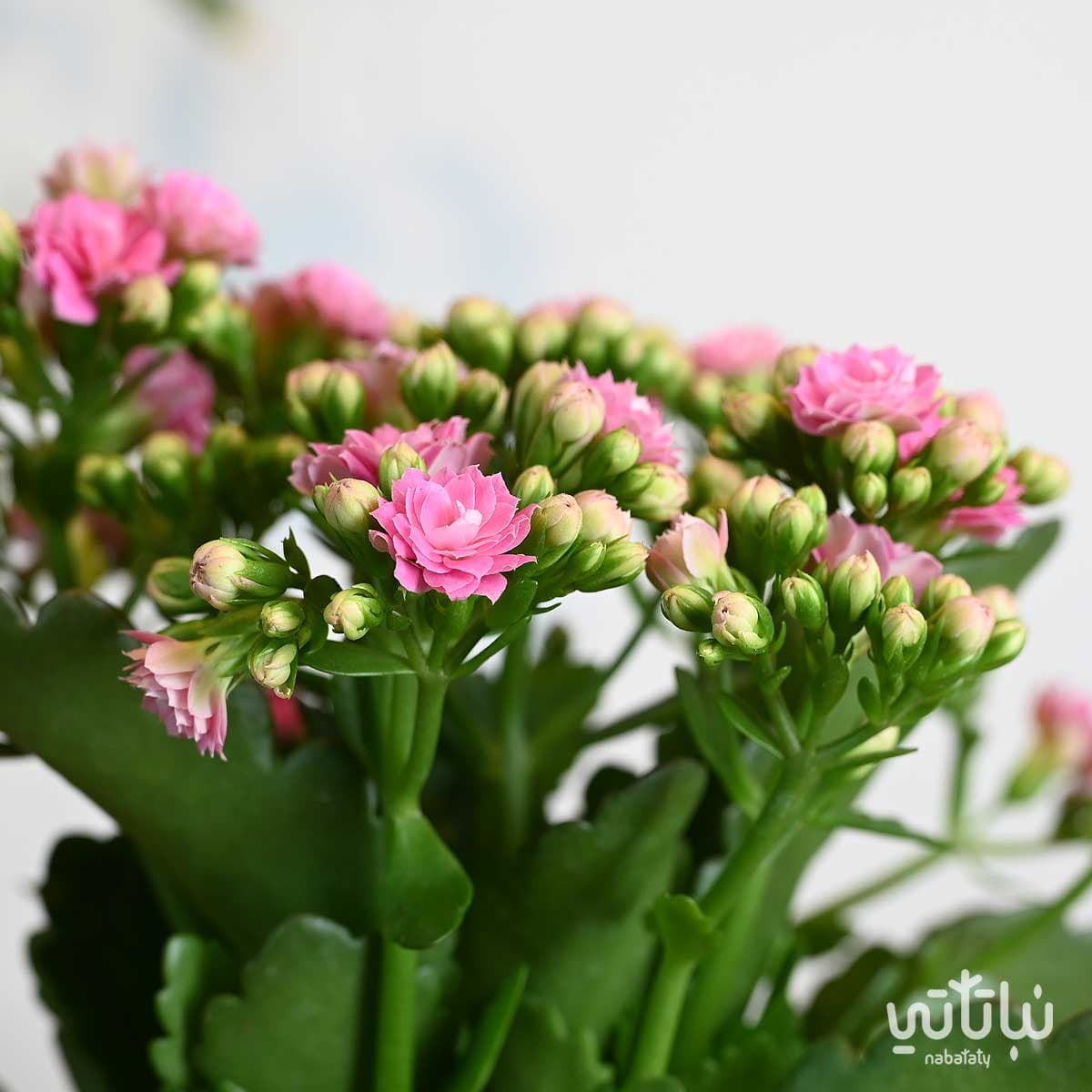 نبتة كلانشو وردي في اصيص بلاستيك ابيض 3