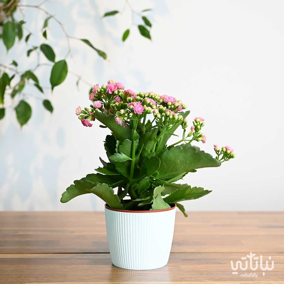 نبتة كلانشو وردي في اصيص بلاستيك ابيض