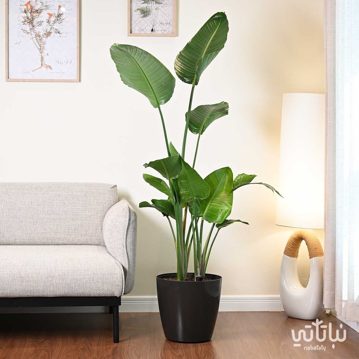 Large Bird of Paradise plant in a gray self-watering pot