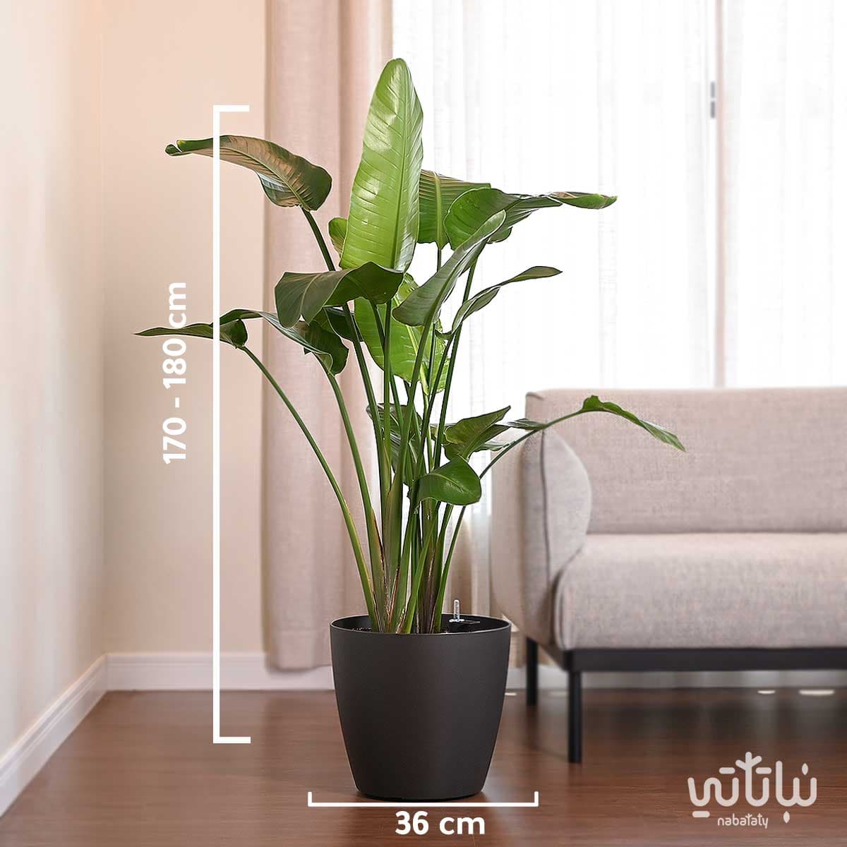 نبتة عصفور الجنة كبيرة في حوض ري ذاتي رمادي 2