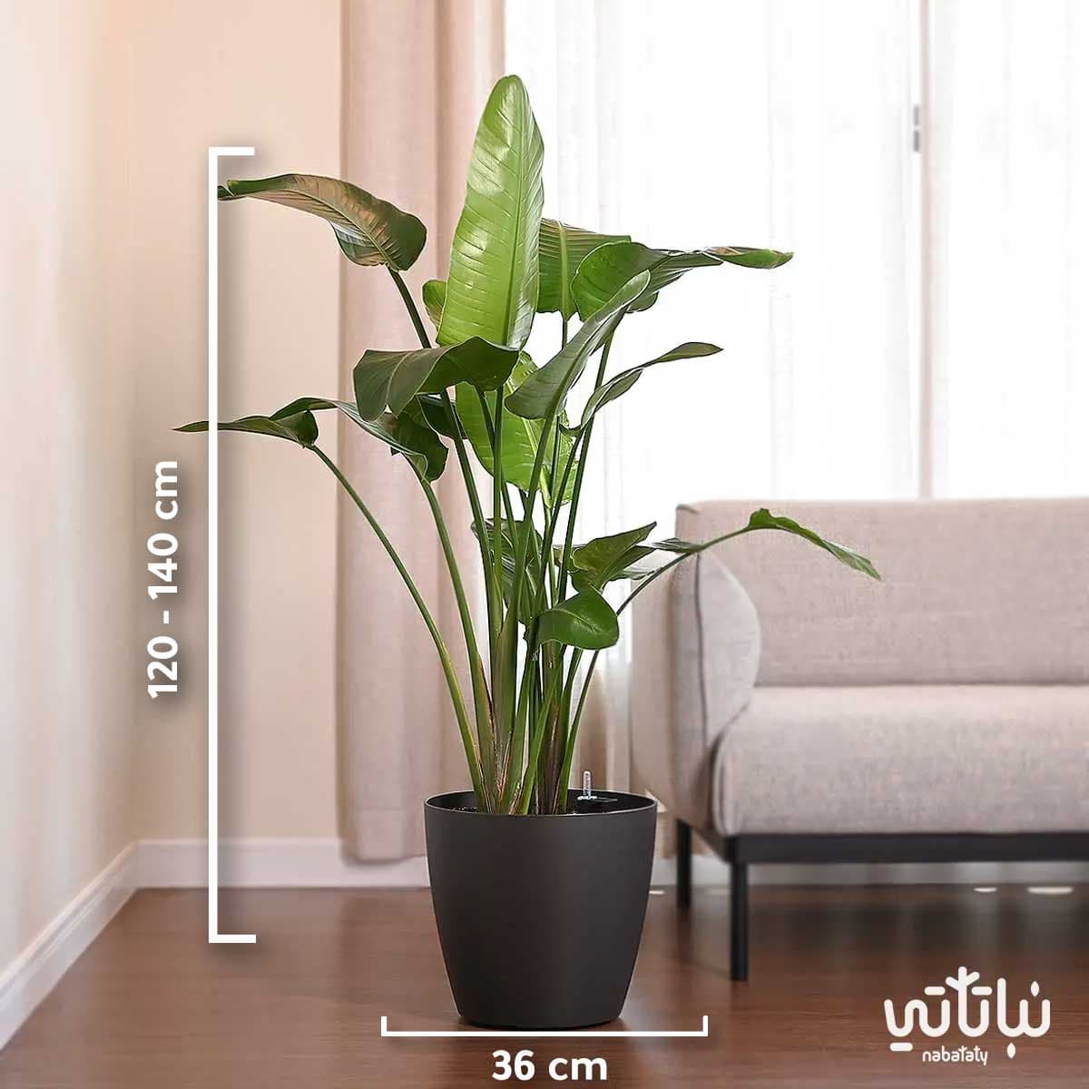 نبتة عصفور الجنة كبيرة في حوض ري ذاتي رمادي 2