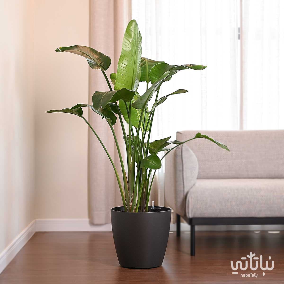 نبتة عصفور الجنة كبيرة في حوض ري ذاتي رمادي 1