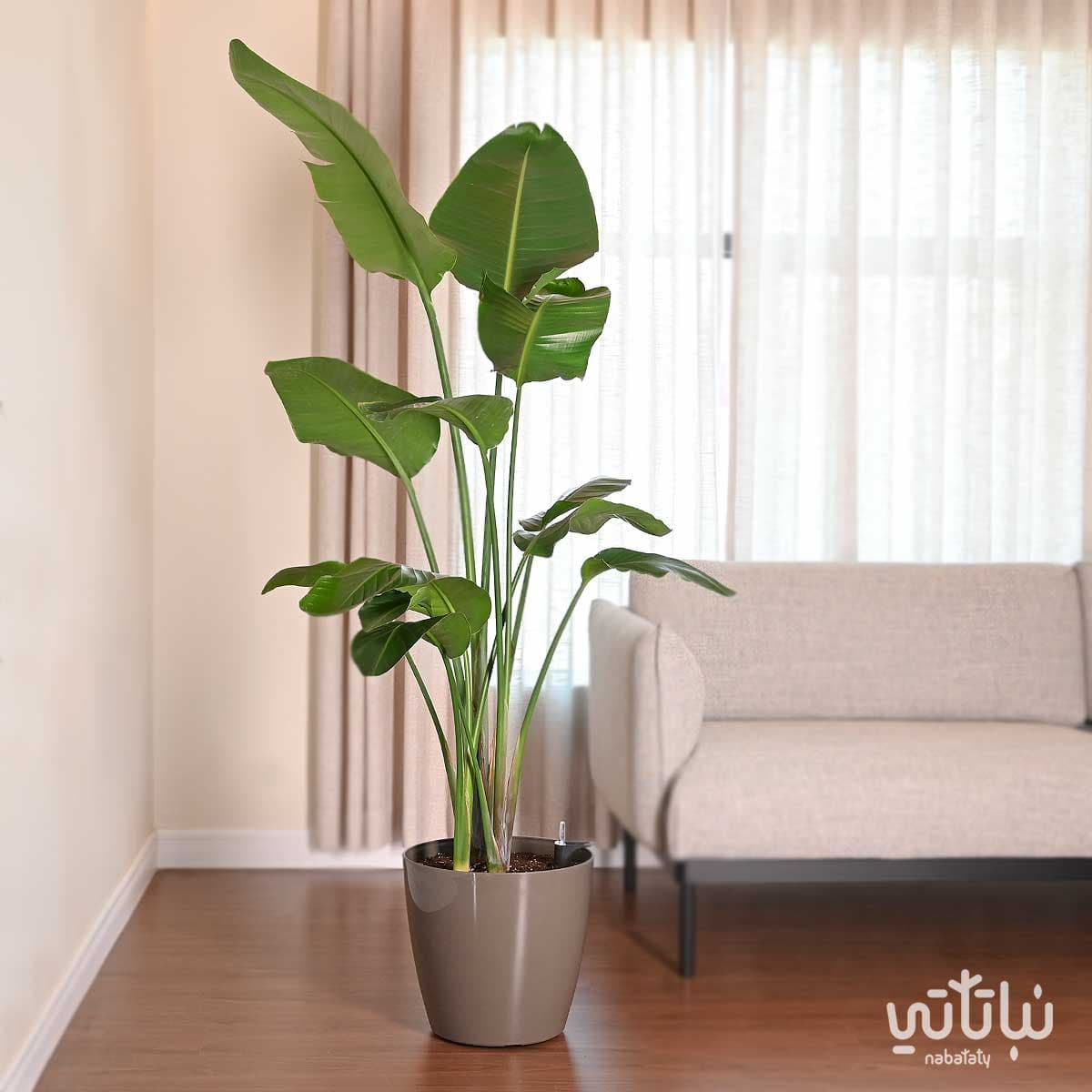 نبتة عصفور الجنة كبيرة في حوض ري ذاتي بني