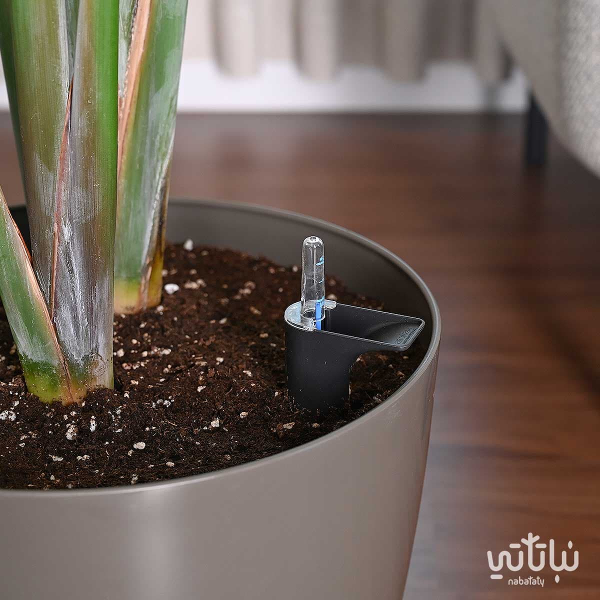 نبتة عصفور الجنة كبيرة في حوض ري ذاتي بني 3