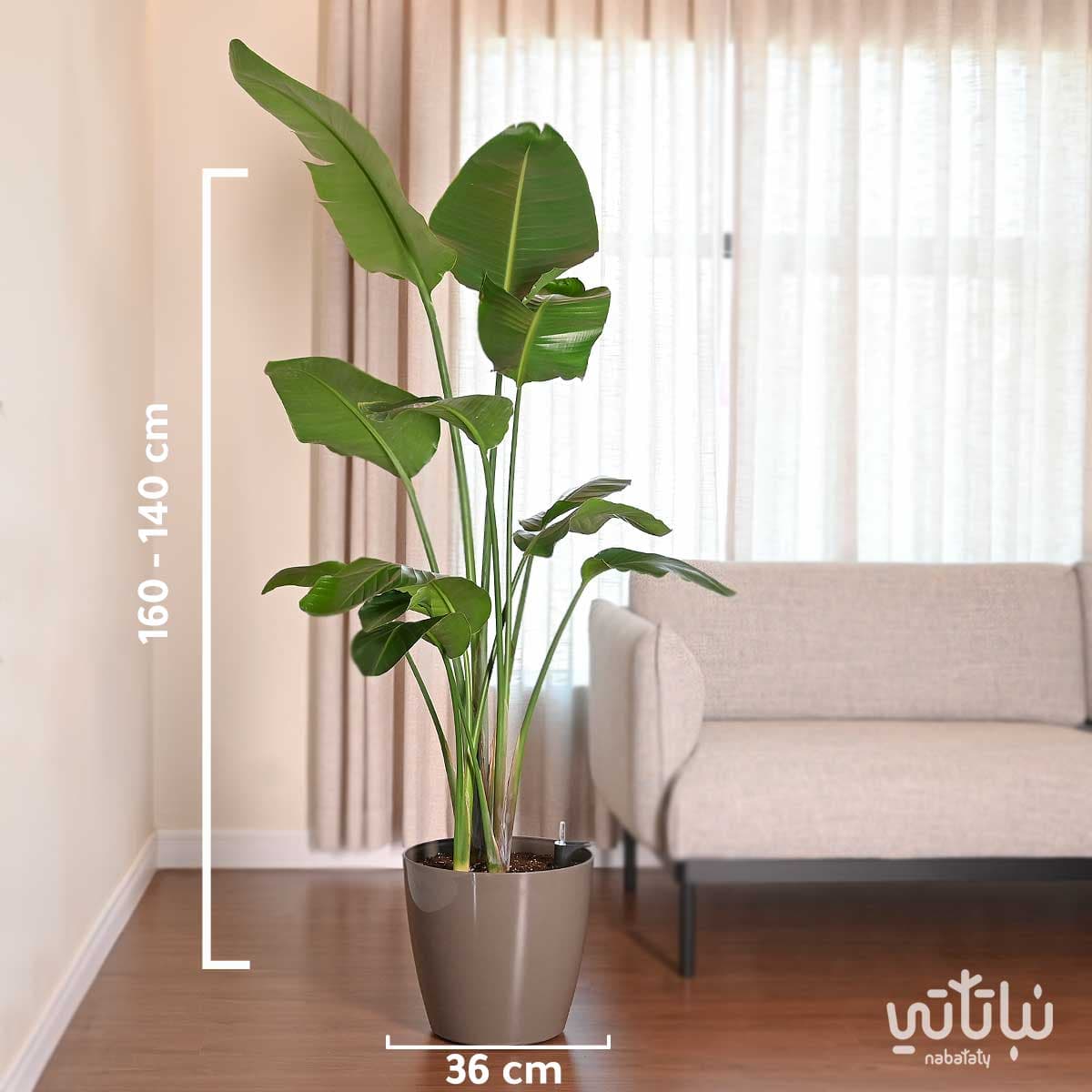 نبتة عصفور الجنة كبيرة في حوض ري ذاتي بني 2