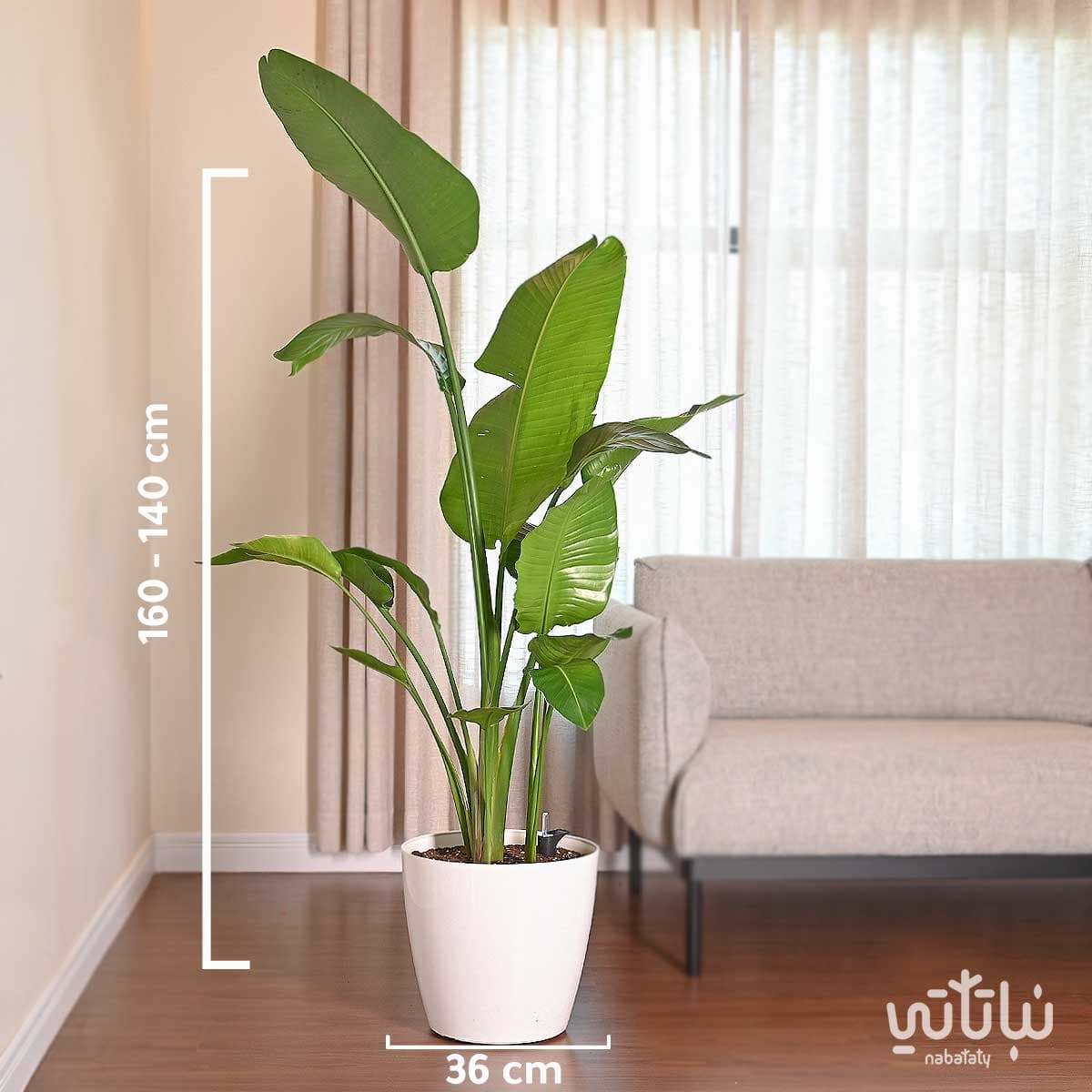 نبتة عصفور الجنة كبيرة في حوض ري ذاتي ابيض 2