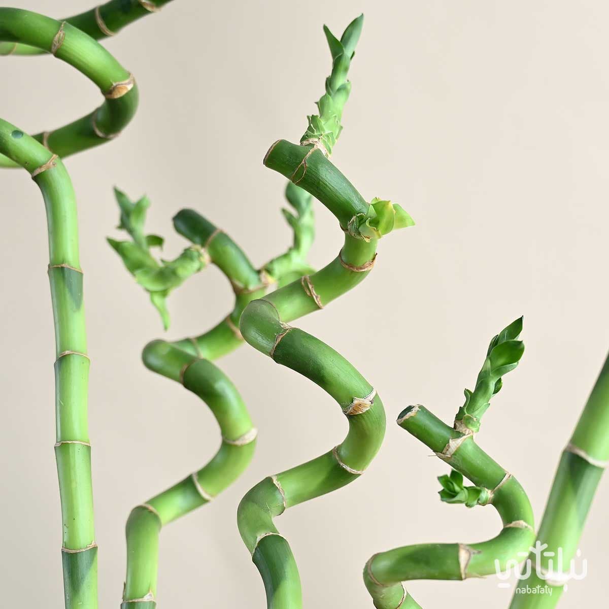 نبتة ساق البامبو متعددة في فازة سيراميك 3