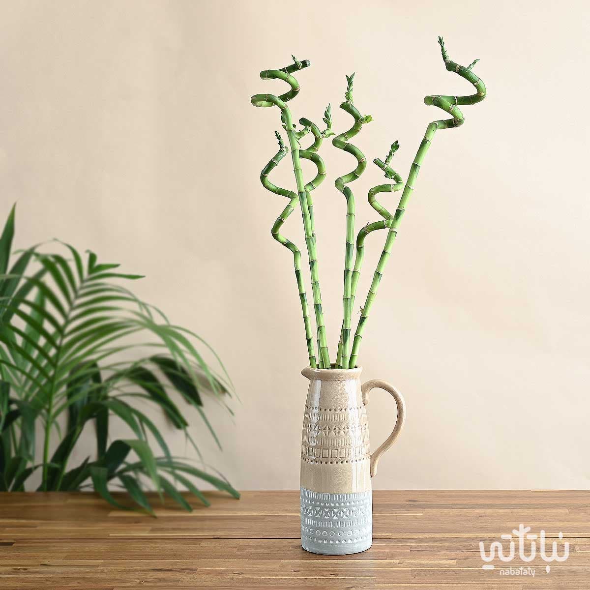 نبتة ساق البامبو متعددة في فازة سيراميك