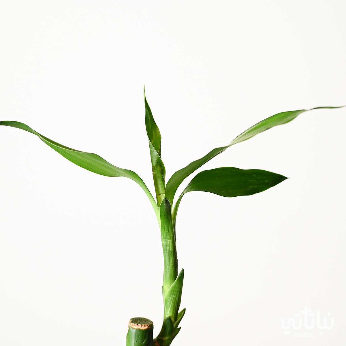 نبتة ساق البامبو 70 سم 2