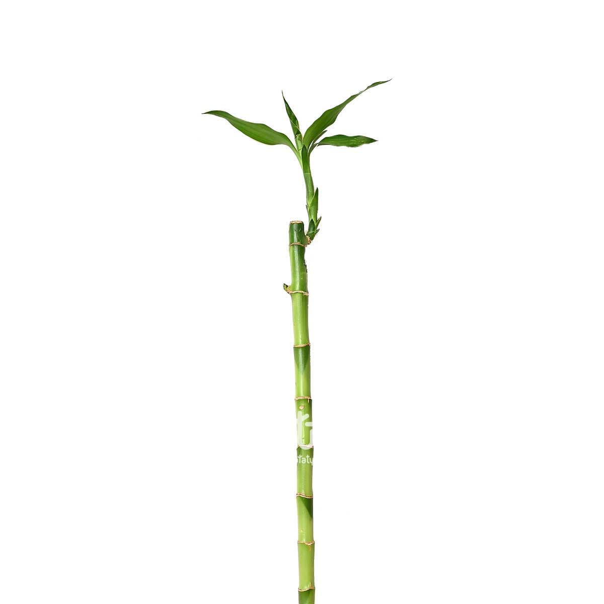نبتة ساق البامبو 70 سم 1