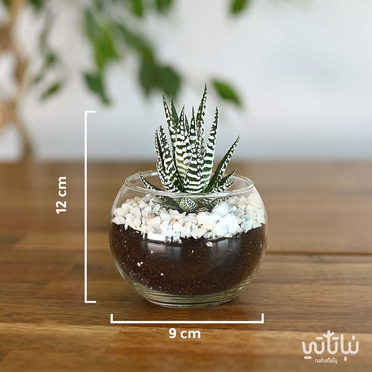 نبتة حوراء القصر في اصيص زجاجي دائري 3