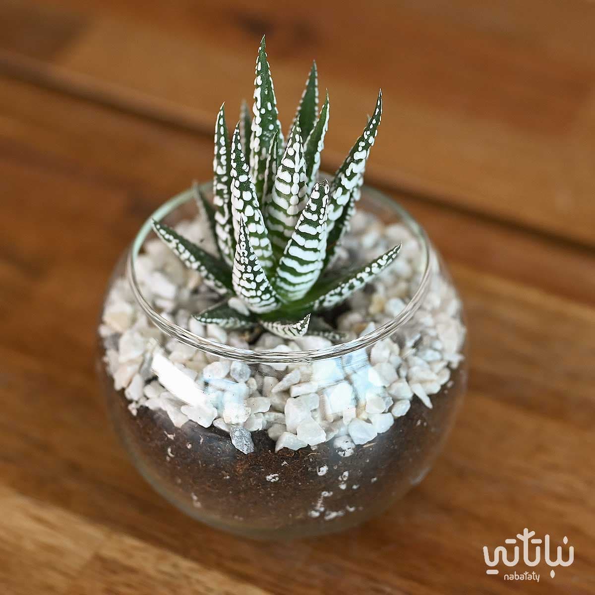 نبتة حوراء القصر في اصيص زجاجي دائري 2