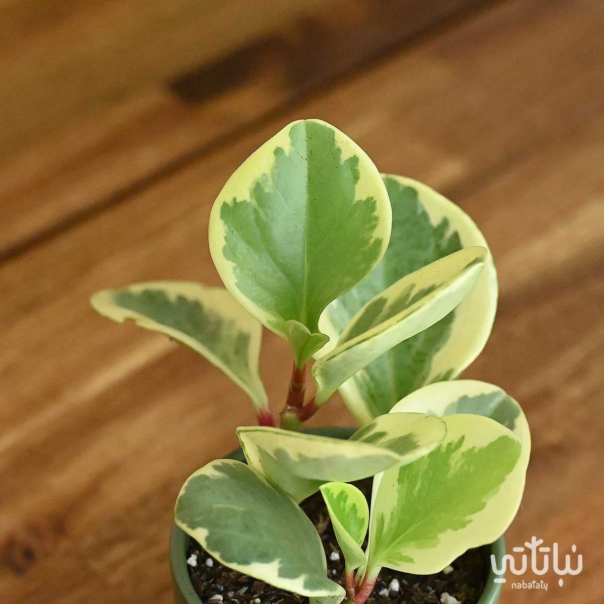 نبتة ببروميا مبرقشة في اصيص سيراميك صغير 3