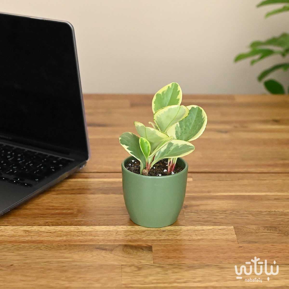 نبتة ببروميا مبرقشة في اصيص سيراميك صغير