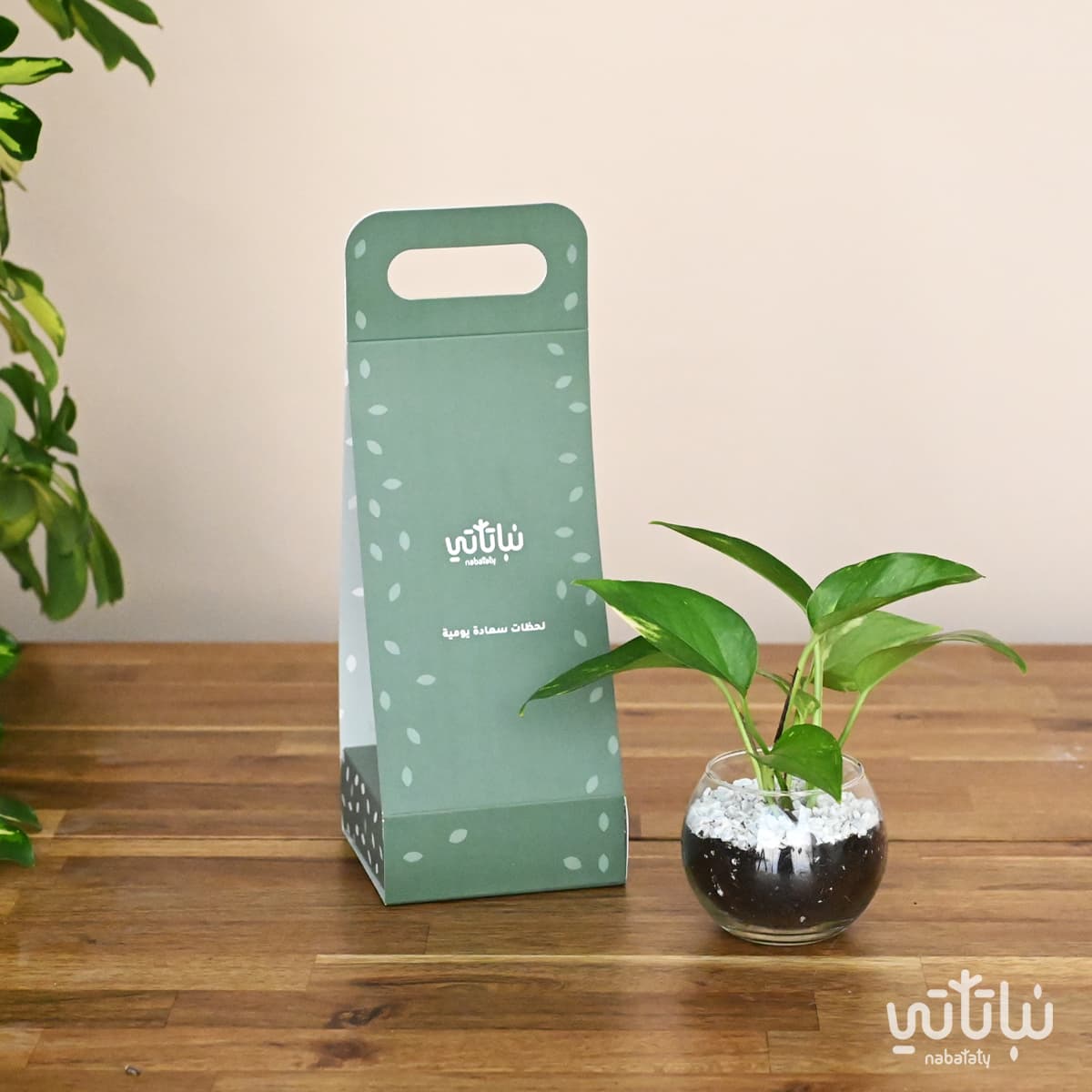 Pothos plant gift 3