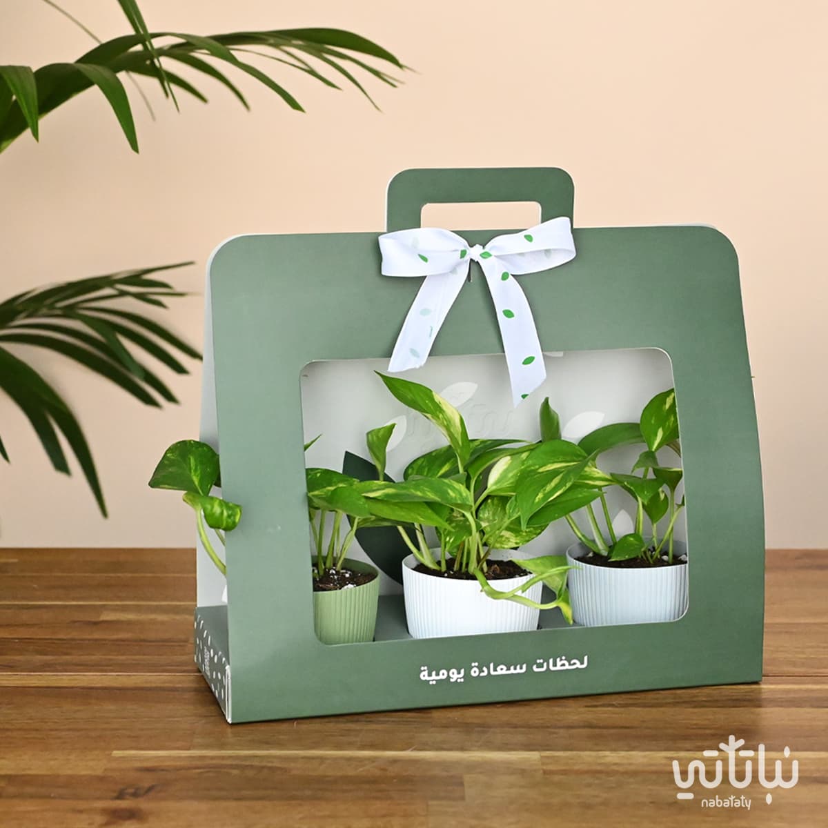 Pothos Green package gift 1