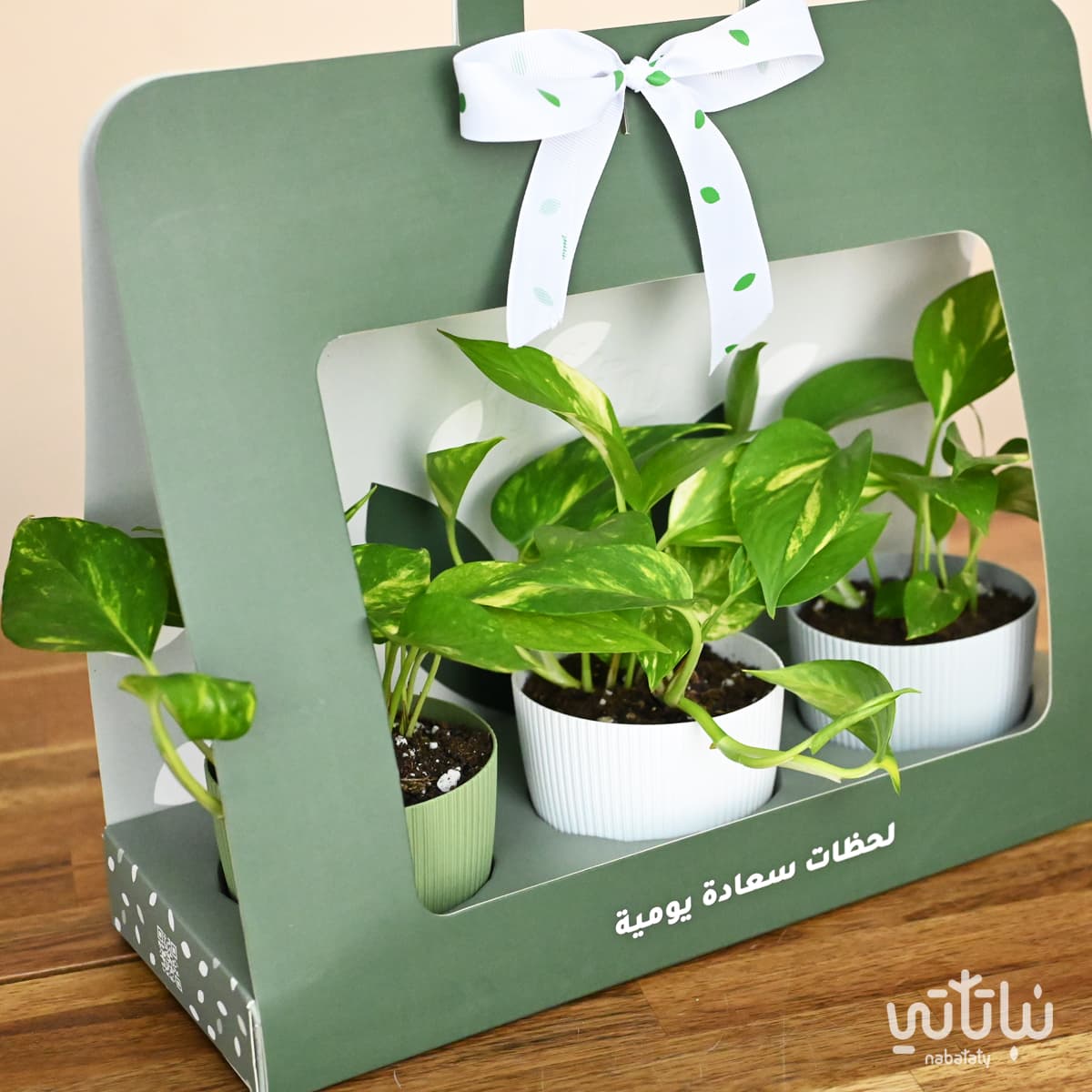 Pothos Green package gift 2
