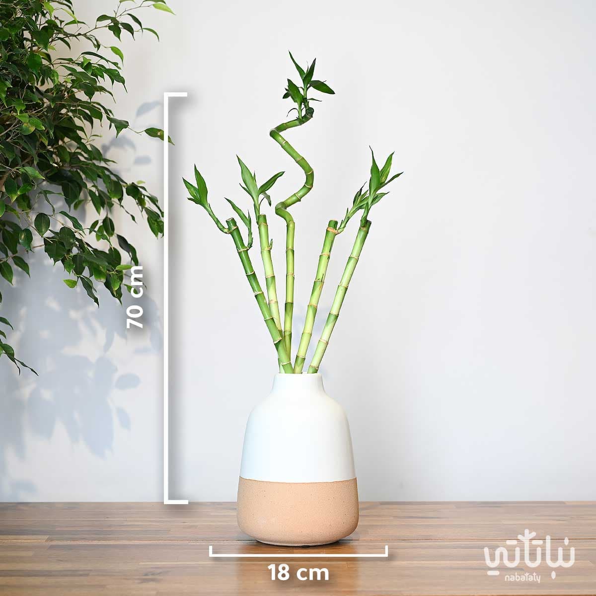 نبتة ساق البامبو متعددة في فازة سيراميك 2