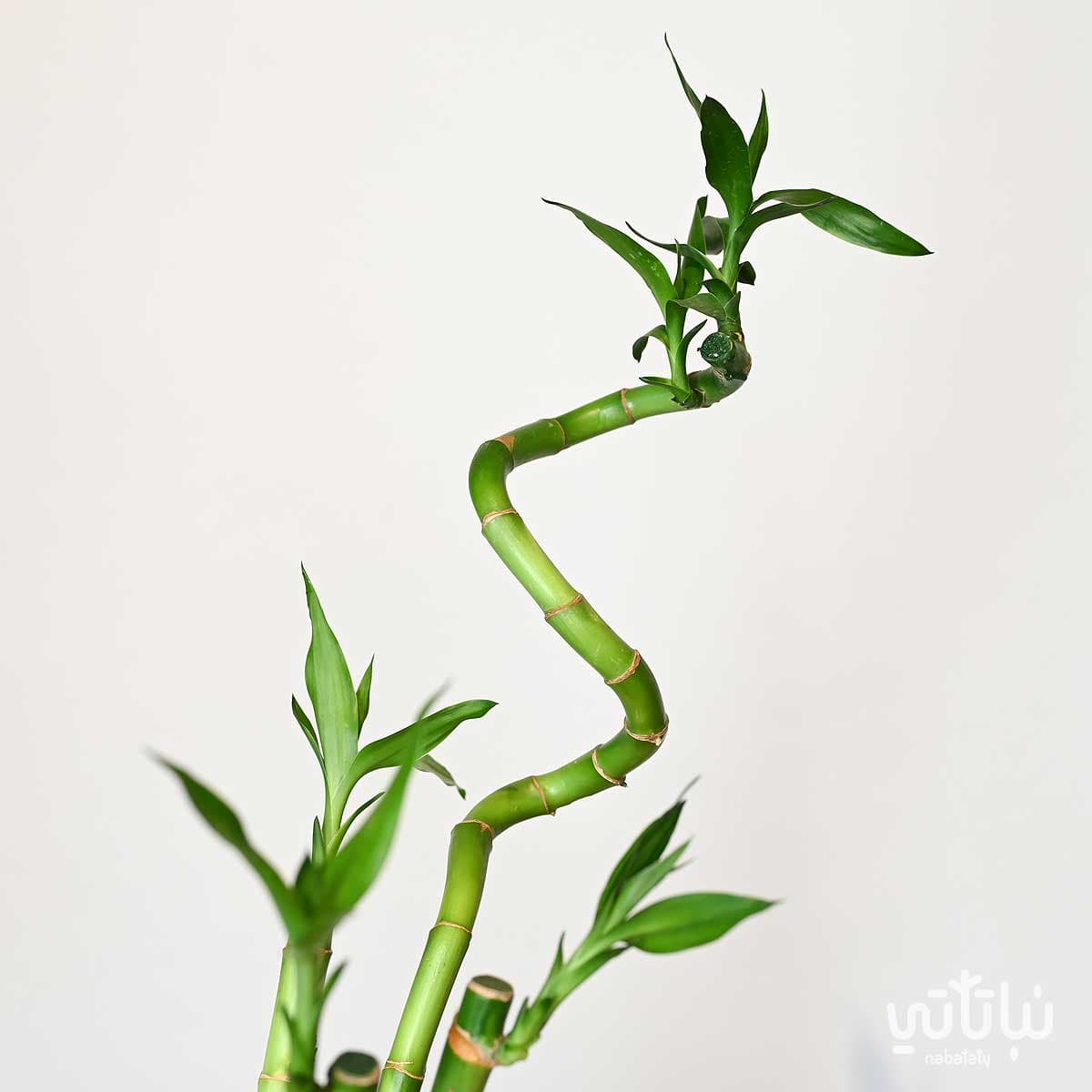 نبتة ساق البامبو متعددة في فازة سيراميك 3