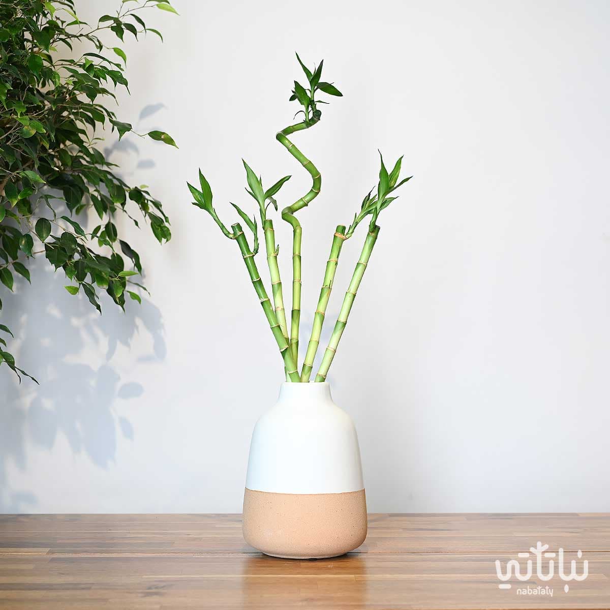نبتة ساق البامبو متعددة في فازة سيراميك 1