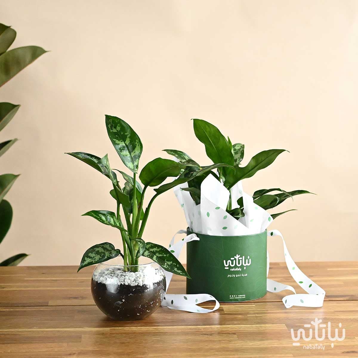 بكج الاهداء نبتة الاجلونيما 2