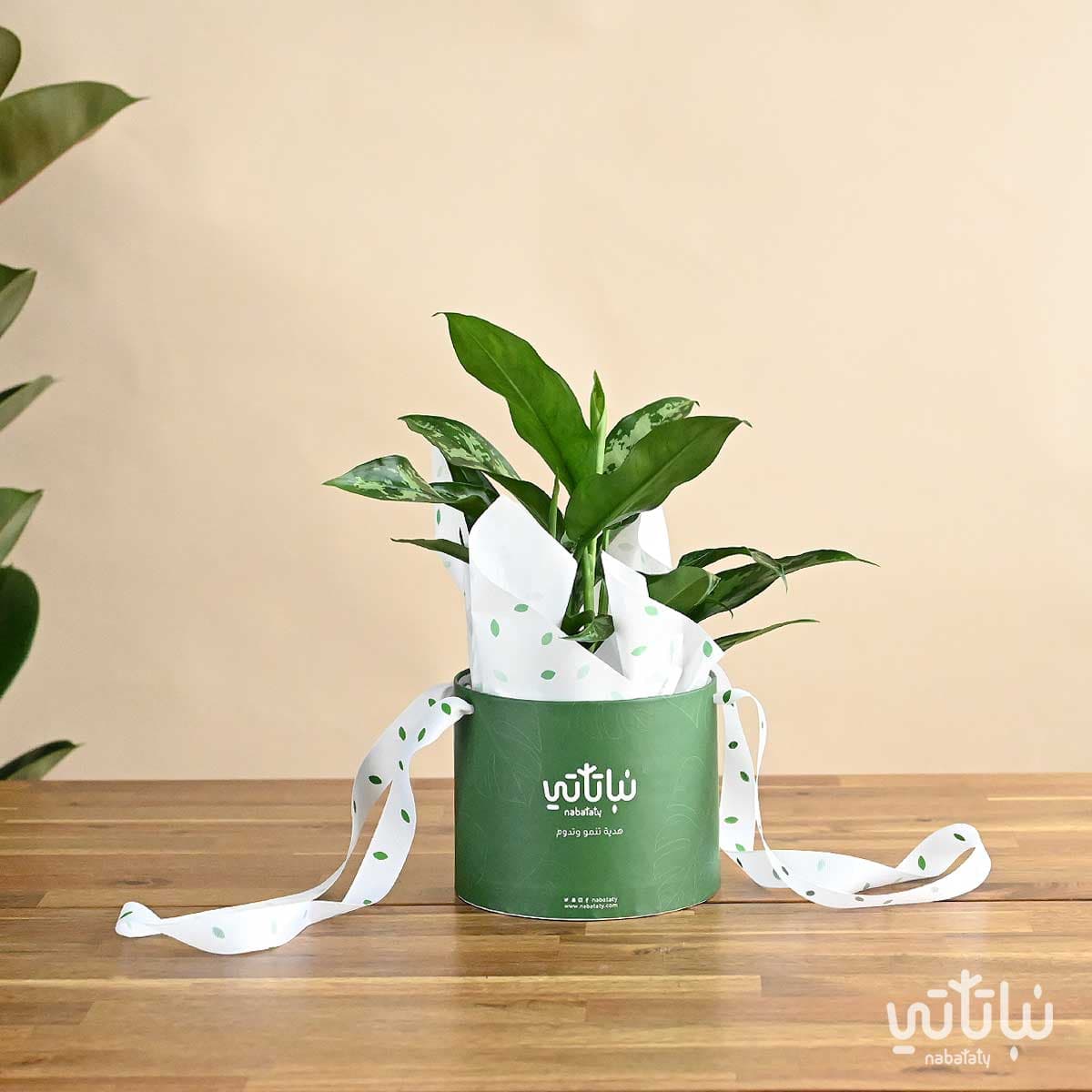 بكج الاهداء نبتة الاجلونيما