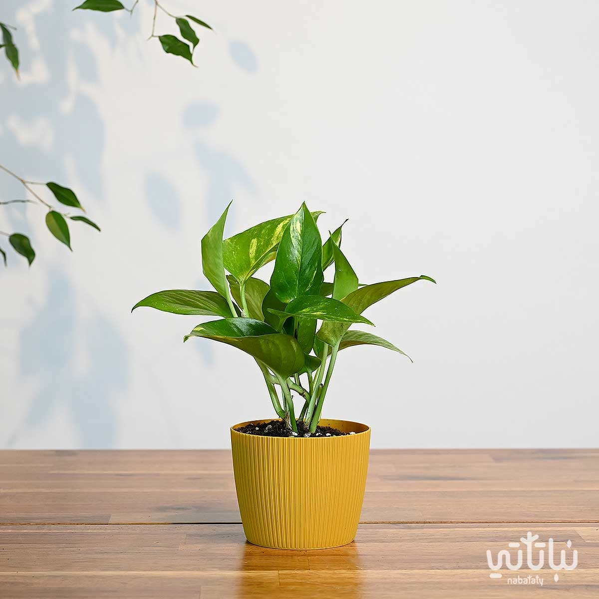 نبتة بوتس صغيرة في اصيص بلاستيك اصفر مخطط