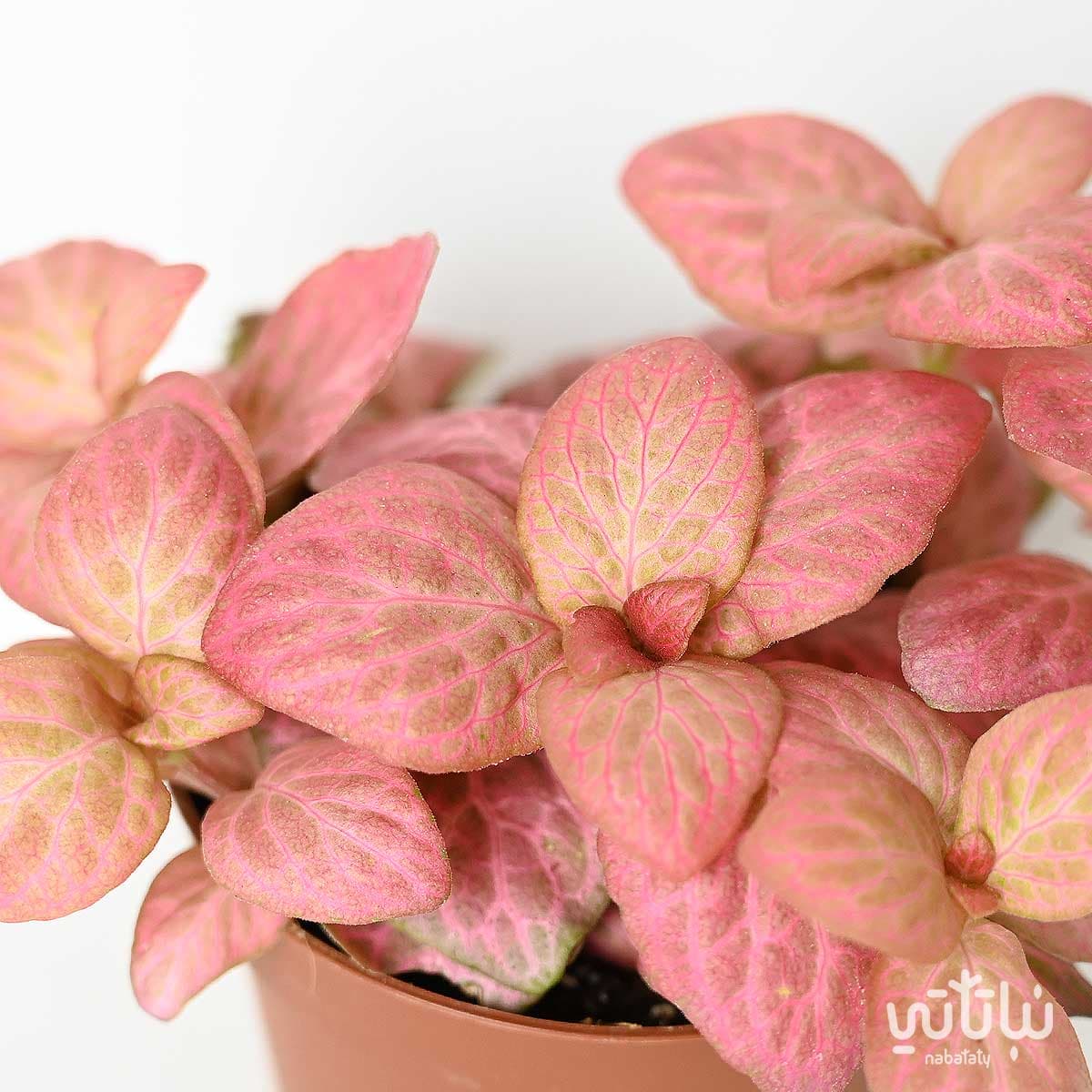 Mini Fittonia pink 2