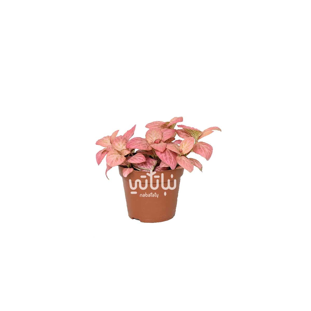Mini Fittonia pink 1