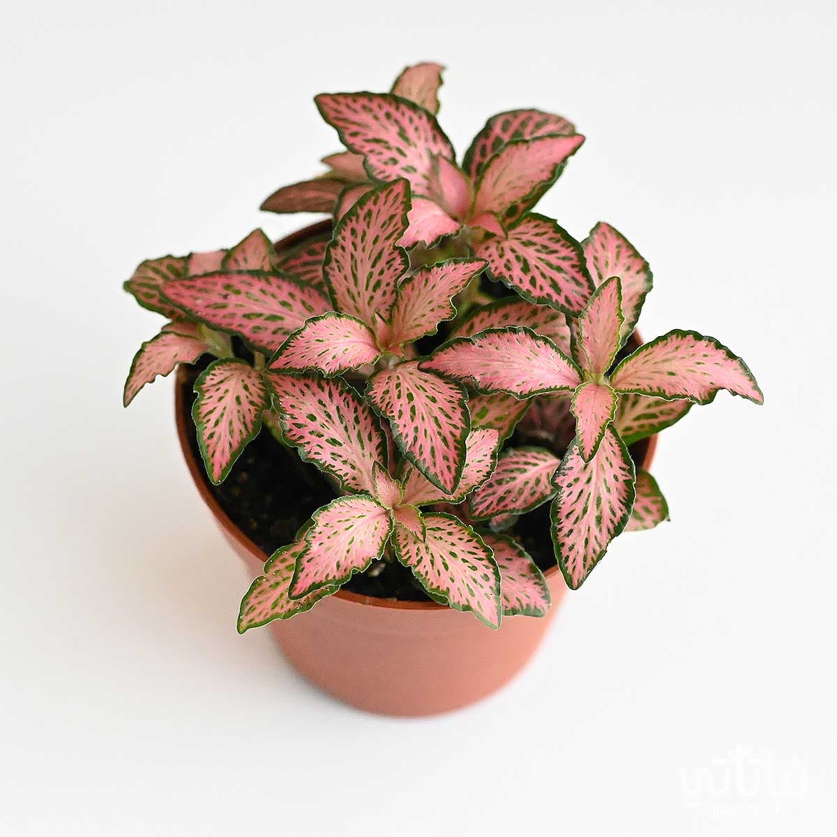 نبتة ميني فيتونيا وردية 2