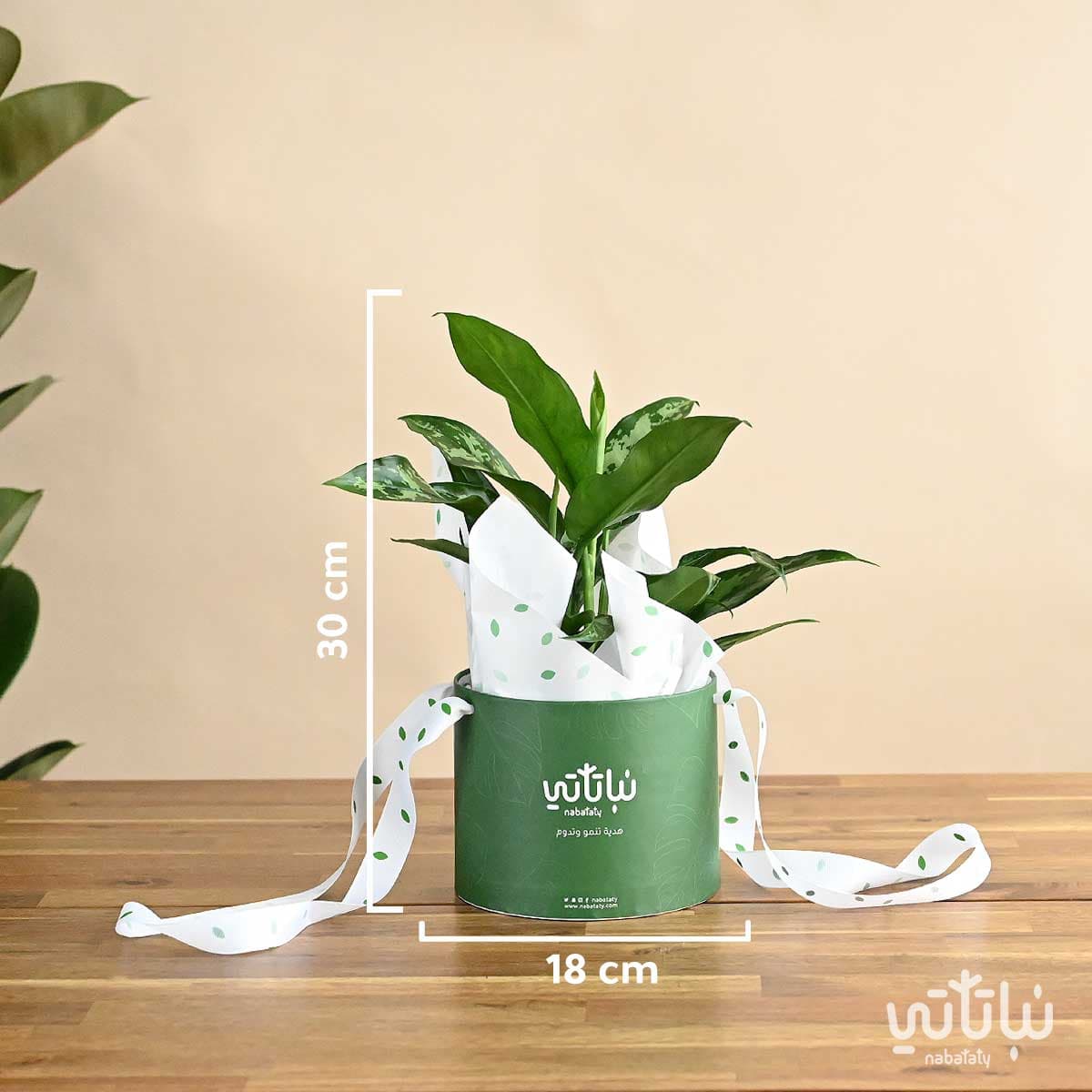 بكج الاهداء نبتة الاجلونيما 3