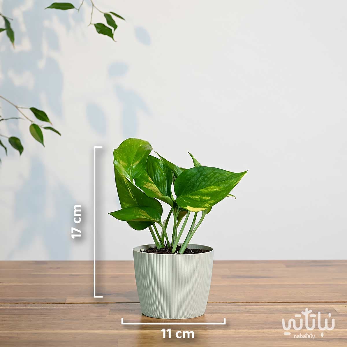 نبتة بوتس صغيرة في حوض بلاستيك بيج مخطط 2